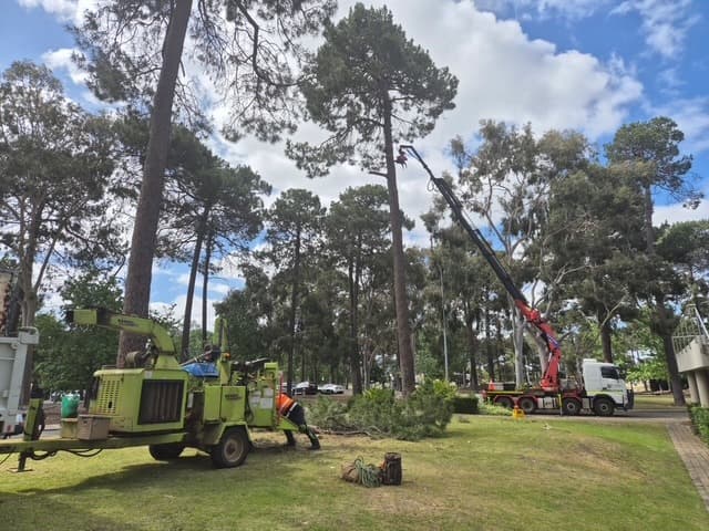 Large crane and chipper — pine removal job