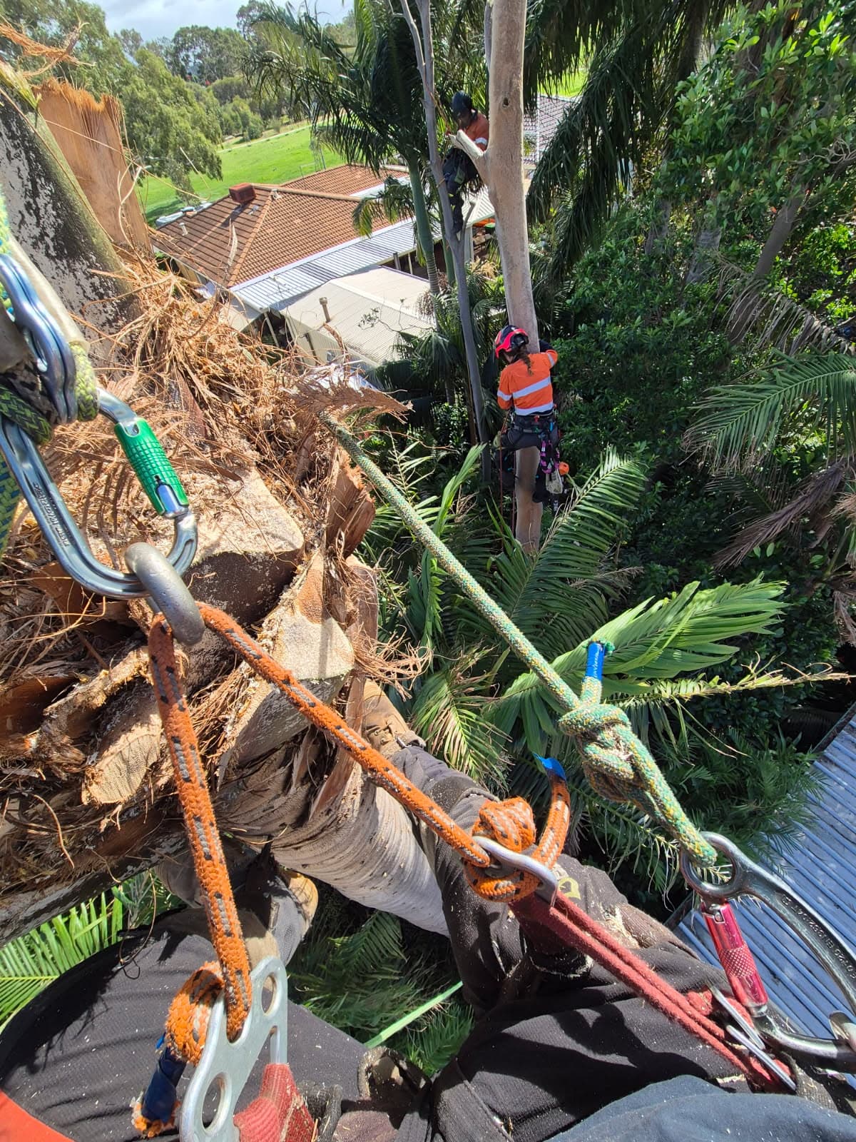 Arborist at height — palm tree removal